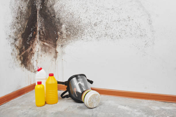 Best Mold Inspection  in Burlington, CO