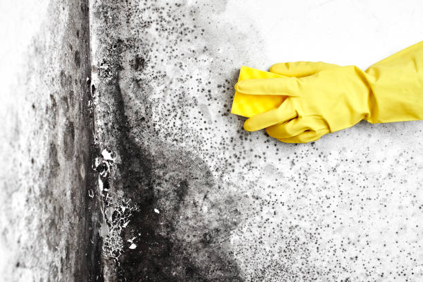 Best Home Mold Removal  in Burlington, CO