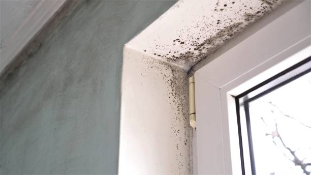 Best Office Mold Removal Services  in Burlington, CO