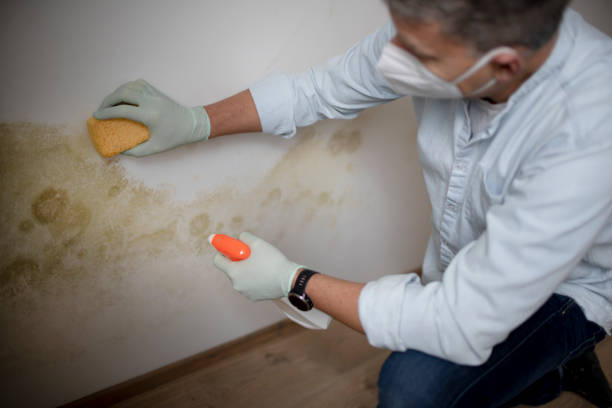 Best Emergency Mold Removal  in Burlington, CO