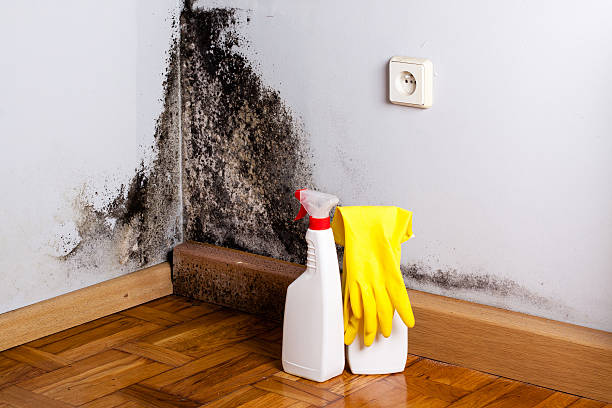 Best Commercial Mold Removal  in Burlington, CO