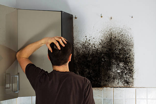 Best Affordable Mold Removal  in Burlington, CO