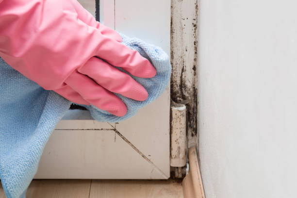 Best Mold Removal Company Near Me  in Burlington, CO