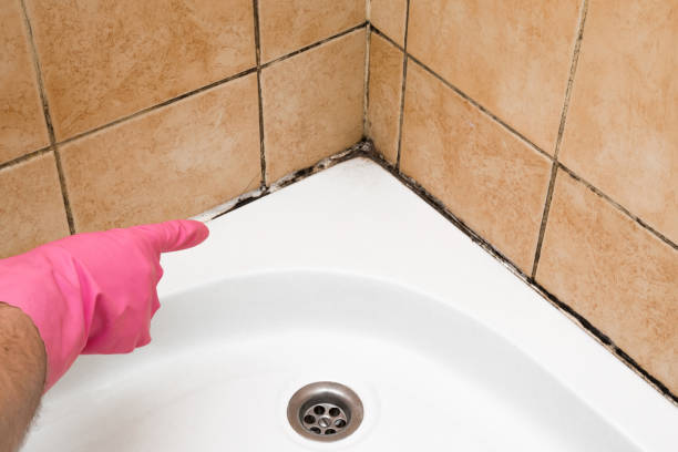 Best Professional Mold Removal  in Burlington, CO